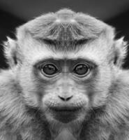 A beautiful black and white portrait of a monkey at close range that looks at the camera. Macaca. photo