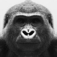 A beautiful black and white portrait of a monkey at close range that looks at the camera. Gorilla. photo