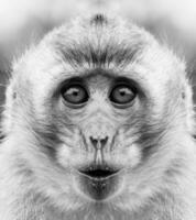 A beautiful black and white portrait of a monkey at close range that looks at the camera. Macaca. photo