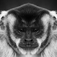 A beautiful black and white portrait of a monkey at close range that looks at the camera photo