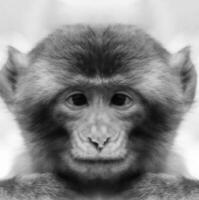 A beautiful black and white portrait of a monkey at close range that looks at the camera. Macaca. photo