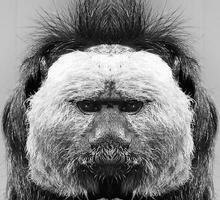 A beautiful black and white portrait of a monkey at close range that looks at the camera. Saki. photo