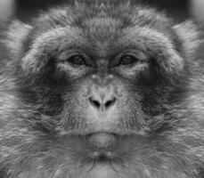 A beautiful black and white portrait of a monkey at close range that looks at the camera. Macaca, barbary. photo