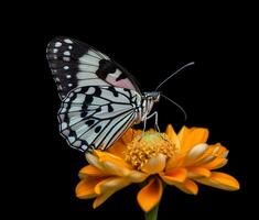 Close up detail of butterfly perched on flower petals. beautiful portrait of butterfly, generative ai photo