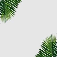 Tropical green palm leaves border frame on white background, green background, green leaves border, Leafy Border, Nature Greenery leaves frame, Botanical leaves border photo