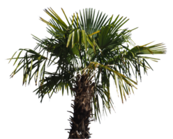 palma árbol transparente png