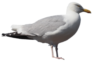 zeemeeuw vogel transparant PNG