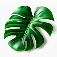 Tropical jungle monstera leaves isolated on white background - AI generated image photo