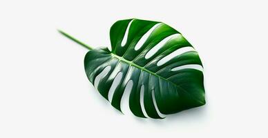 Tropical jungle monstera leaves isolated on white background - AI generated image photo