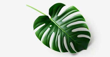 Tropical jungle monstera leaves isolated on white background - AI generated image photo