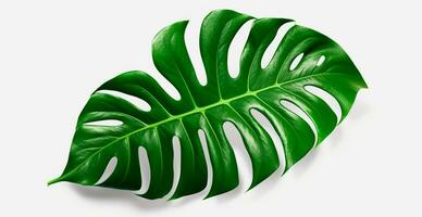 Tropical jungle monstera leaves isolated on white background - AI generated image photo