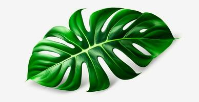 Tropical jungle monstera leaves isolated on white background - AI generated image photo