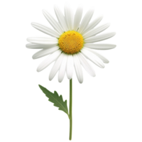 AI Generated 3D Daisy png