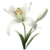 3D Lily aesthetic png