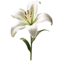 AI Generated 3D Lily png