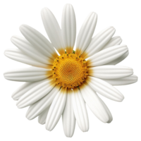 ai genererad 3d daisy png