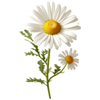 ai genererad 3d daisy png