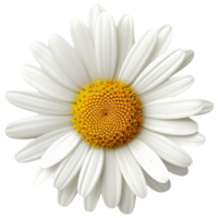 AI Generated 3D Daisy png