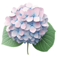 3D Hydrangea aesthetic png