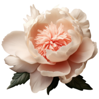 AI Generated 3D Peony png