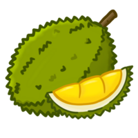 Illustration of durian fruit png