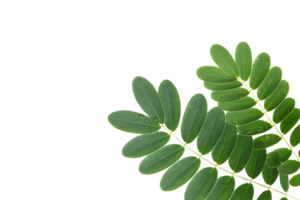 Green leaf with water droplets isolated with clipping path png