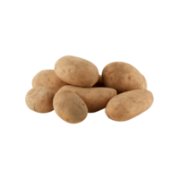 Fresh potatoes, soiled with mud cut out isolated transparent background png