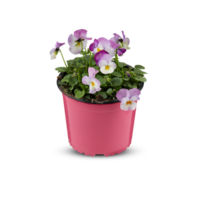 Pansies Viola Bouquet Flower Indoor plants in pots cut out isolated transparent background png