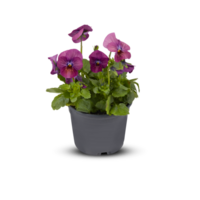 pensamientos viola ramo de flores flor interior plantas en ollas cortar fuera aislado transparente antecedentes png