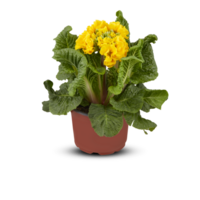 primevère primula elatior Floraison balcon pendant été intérieur les plantes dans des pots Couper en dehors isolé transparent Contexte png