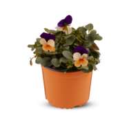 Pansies Viola Bouquet Flower Indoor plants in pots cut out isolated transparent background png