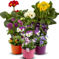 pensamientos viola ramo de flores flor interior plantas en ollas cortar fuera aislado transparente antecedentes png