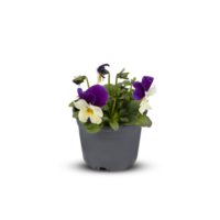 pansies altfiol bukett blomma inomhus- växter i kastruller skära ut isolerat transparent bakgrund png