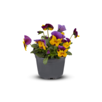 pensamientos viola ramo de flores flor interior plantas en ollas cortar fuera aislado transparente antecedentes png