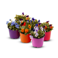 pensamientos viola ramo de flores flor interior plantas en ollas cortar fuera aislado transparente antecedentes png