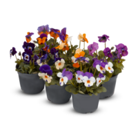 Pansies Viola Bouquet Flower Indoor plants in pots cut out isolated transparent background png