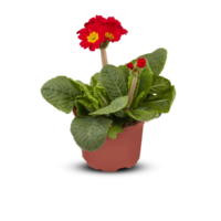 primevère primula elatior Floraison balcon pendant été intérieur les plantes dans des pots Couper en dehors isolé transparent Contexte png