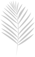 schaduw palm boom blad silhouet. png