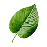 Single vibrant green leaf on transparent background, created with generative AI png