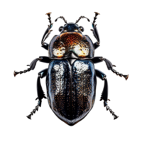 Beetle flat lay view on transparent background, created with generative AI png