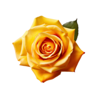 Beautiful yellow rose isolated on transparent background, created with png