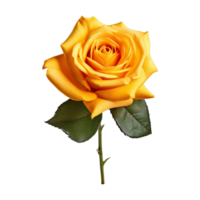 Beautiful yellow rose isolated on transparent background, created with generative AI png