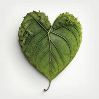 Green heart shape leaf isolated on white background, created with photo