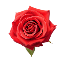 magnifique rouge Rose isolé sur transparent arrière-plan, établi avec génératif ai png