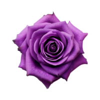 magnifique violet Rose isolé sur transparent arrière-plan, établi avec génératif ai png