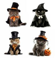 Fashion Halloween cat portraits isolated on white background, created with generative AI photo