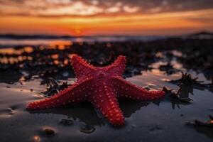 Red seastar on the sadny beach at sunset, created with generative AI photo