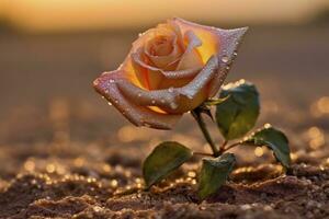 Rosa con gotas de lluvia creciente en el desierto, creado con generativo ai foto