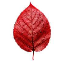 Red leaf isolated on white background, created with generative AI png