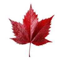 Red maple leaf isolated on transparent background, created with generative AI png